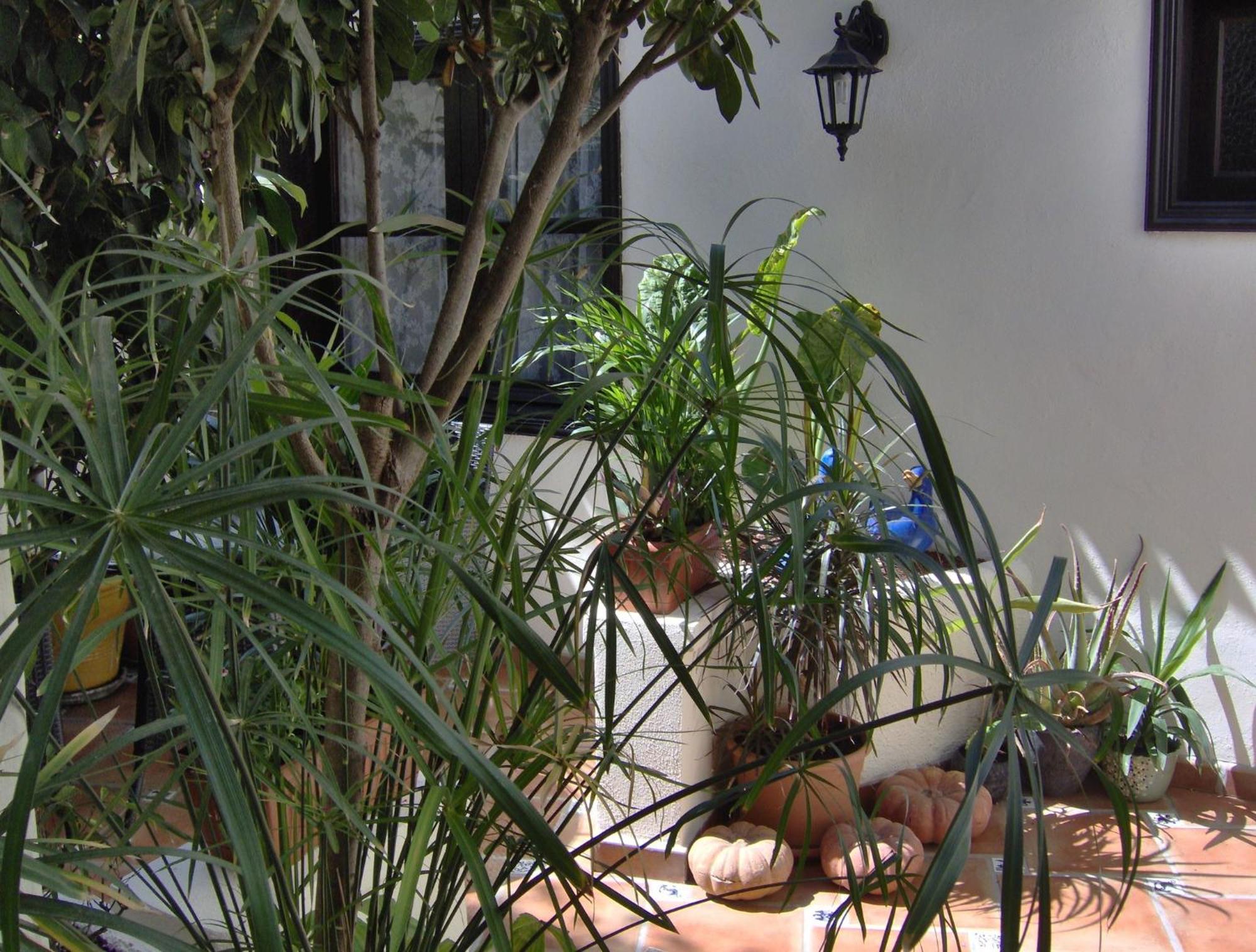 Holiday Home To The Street With Big Kitchen Icod De Los Vinos Exterior photo